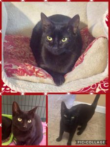 Ebony : Female