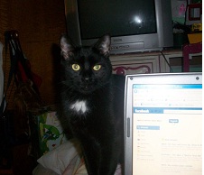 Kitten : Male