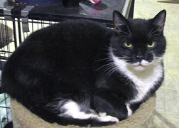Oreo : Male
