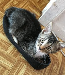 Caramel : 