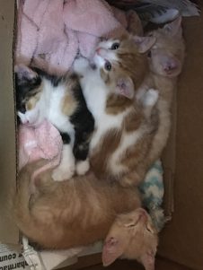 Jack & Brandy : Male, Female