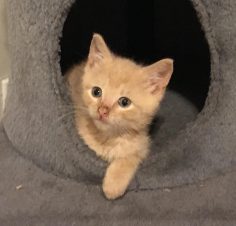Nala : Female