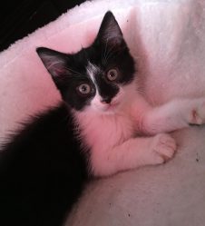 Oreo | 2 : Male