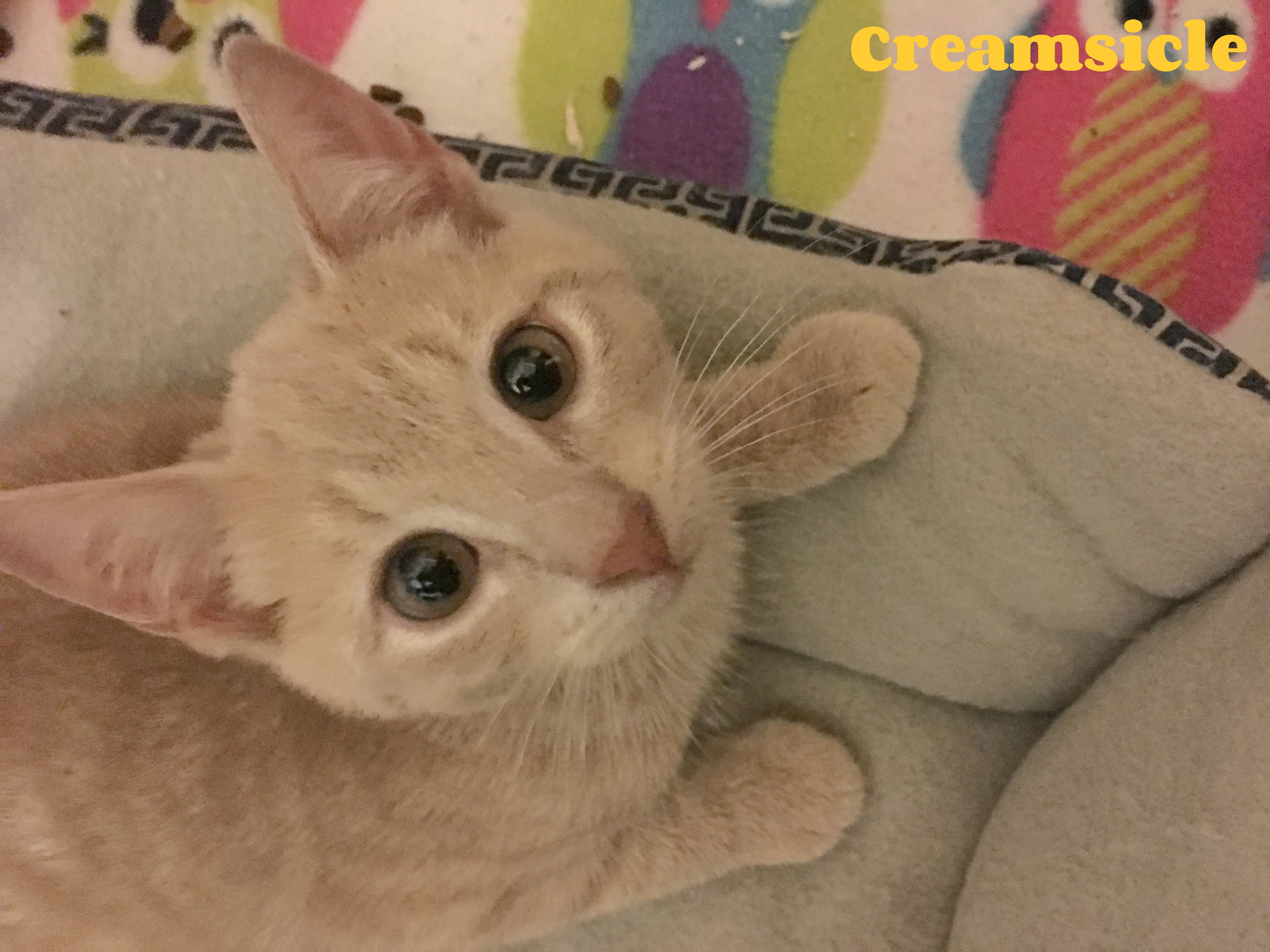 Creamsicle : 