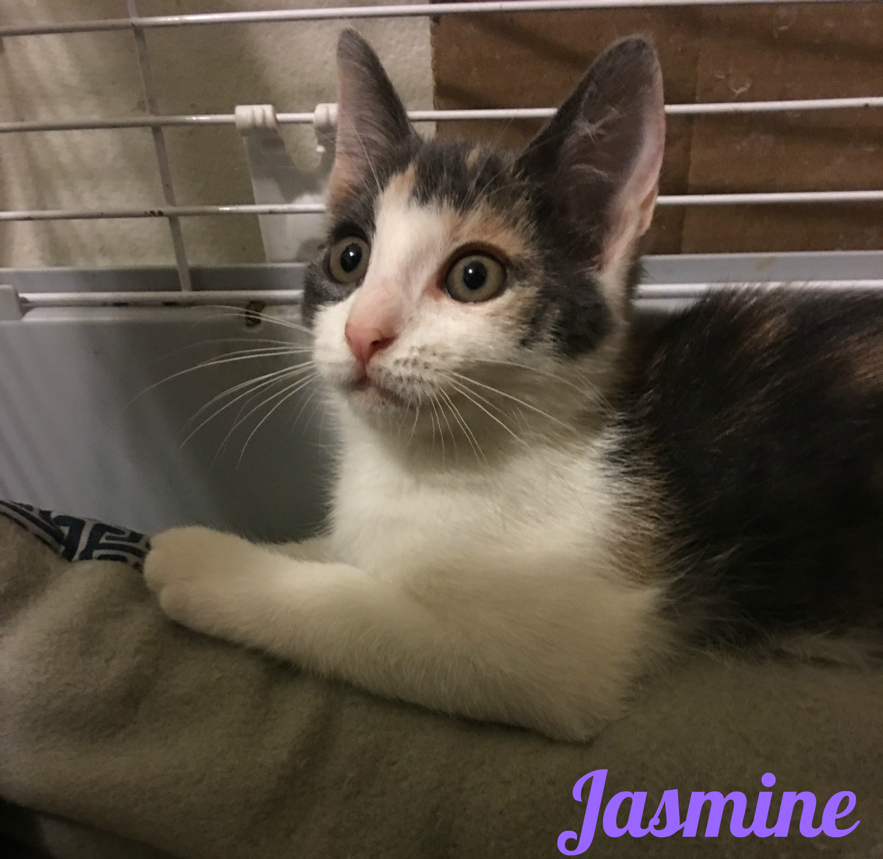 Jasmine : 