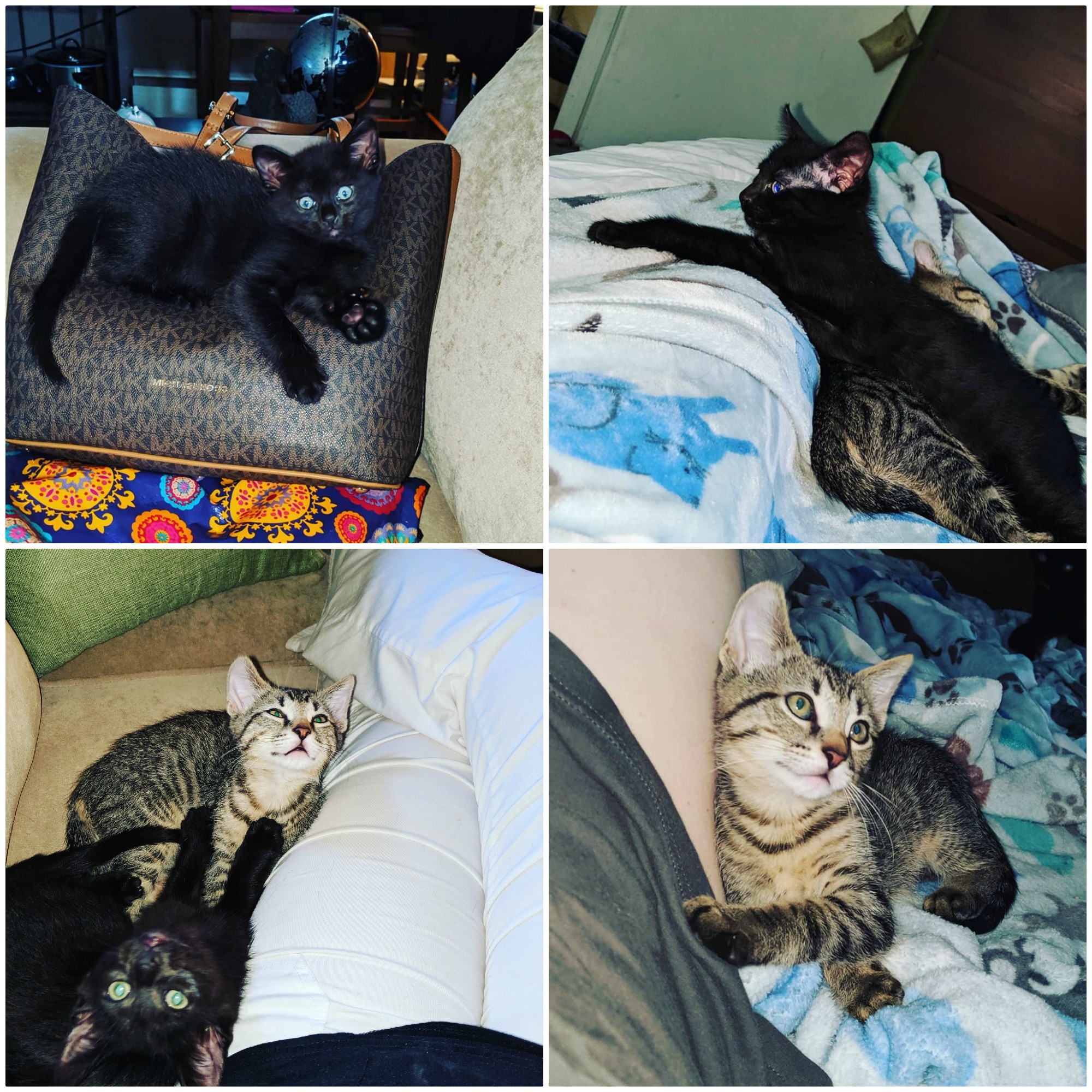 Christopher & Humphrey : 