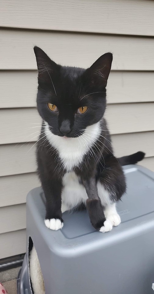 Mrs. Tuxedo : 