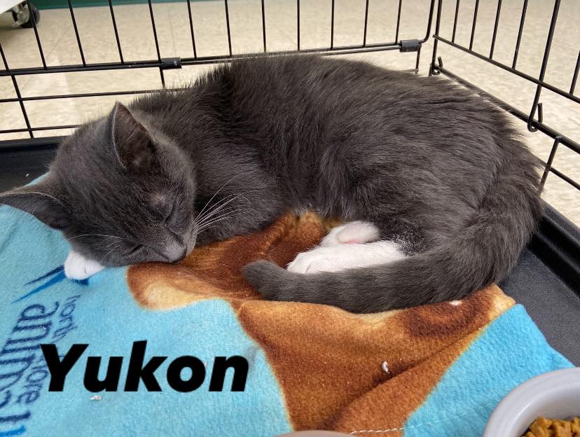yukon : 